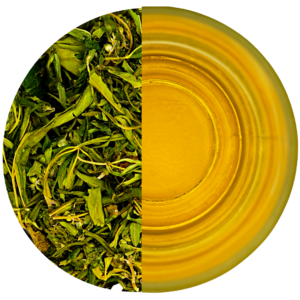 Herbata konopna CBD proces parzenia z widocznym naparem i suszem